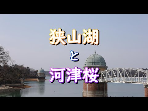 狭山湖までサイクリング！残堀川の河津桜も撮ってみました！