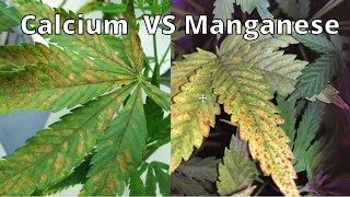 Calcium or Manganese Deficiency (Pt2)