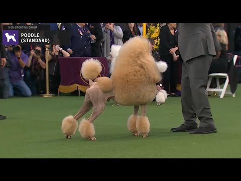 National Dog Show | Preparing Your Poodle | 2024