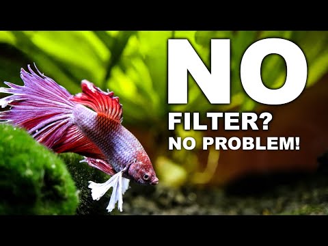 No Filter Betta Fish Tank: EXPLAINED