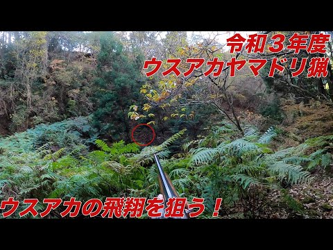 令和3年度 第1回 ウスアカヤマドリ猟(Copper Pheasant Hunting)