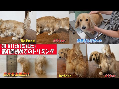 第47回初めてのトリミング