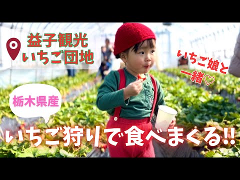 【2歳まで無料】いちご狩りで爆食いする娘が気持ち良すぎる【益子観光いちご団地】