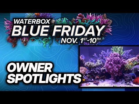 Waterbox Owners Show Off Stunning Aquariums.