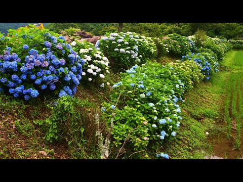 日本一のあじさいの里・美しい・活力あふれる地域づくり／神河町猪篠