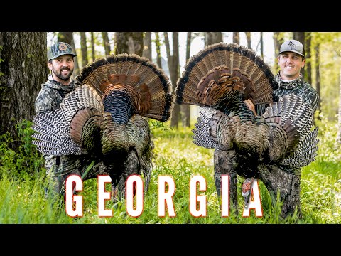 Opening Day DOUBLE! Georgia TURKEY Hunt