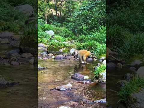 Monkey that eats from a forest stream #nature #campinglife #forestcamping #monkey #foreststream