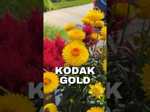 Kodak Gold is beautiful