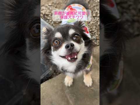 【2.4㌔極小チワワ】笑顔が最高に素敵！保護犬リンちゃん