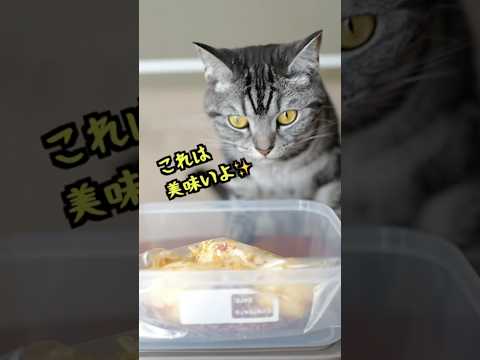 簡単で美味すぎる半熟味玉が気になる猫 #shorts #猫と料理 #アフレコ