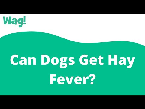 Can Dogs Get Hay Fever? | Wag!