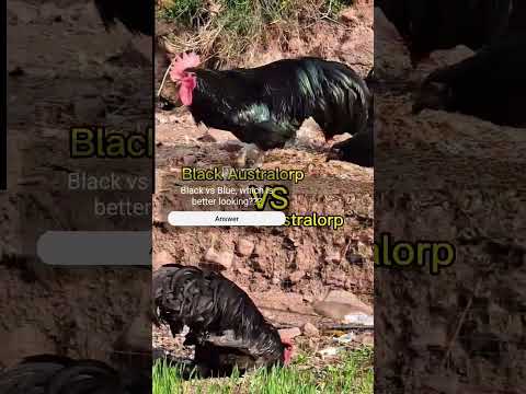 Black Vs Blue Australorp|Which one is better looking? #fjfarms #australorp #blackaustralorp #rooster