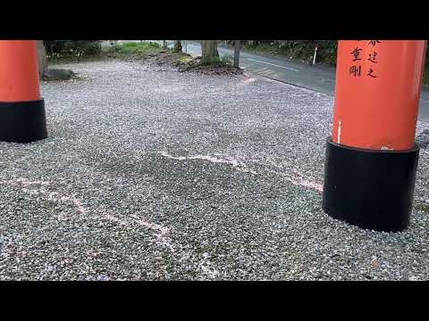 Hidden Japan   85    　 桜のじゅうたん 　Carpet of flowers