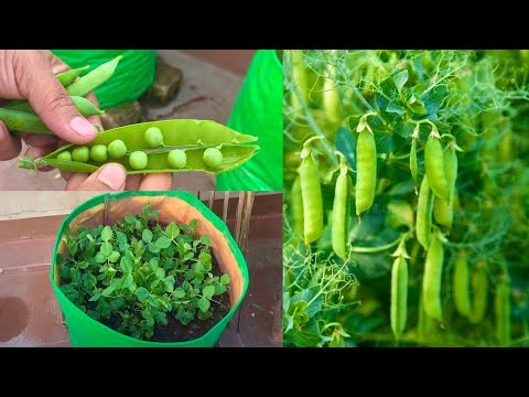 How To Grow Peas From Fresh Peas At Home Garden