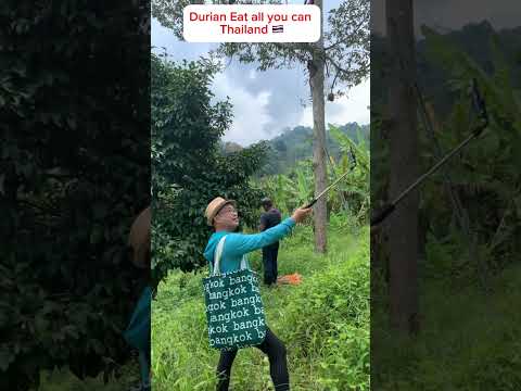 Durian all you can | MonThong | Kanwa Mountain, Narathiwat #durian #thailand #travel #travelvlog