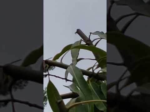 Holly is spotted three days after fledge