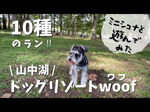 【山中湖ドッグリゾートwoof】広大な10種のランでミニチュアシュナウザーと遊んだ楽しい1日