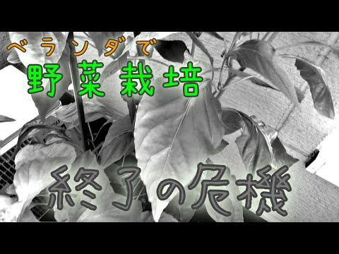 野菜栽培を始めて3か月。ここで問題発生。栽培終了の危機・・・