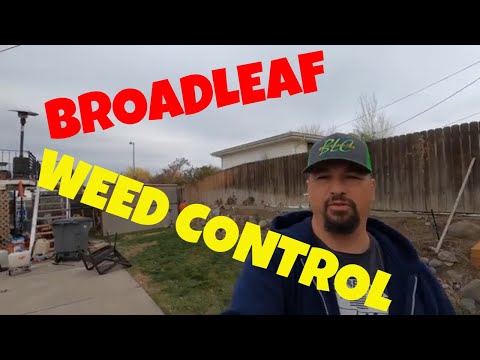 Broadleaf Weed Control