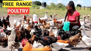 How To START A FREE RANGE POULTRY FARM At A Low COST !