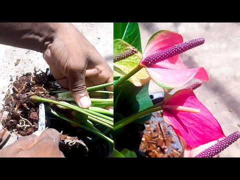 How to grow Anthurium / Anthurium Propagation #learngardening