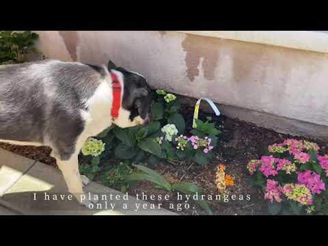 Make My Patio More Fun | New Deck and Umbrella from IKEA | Hydrangeas | 宜家露台垫子和 太阳伞｜ 绣球绽放