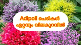 New flowering plant sale offer offer #7025513603 #dreamgarden #plantsale