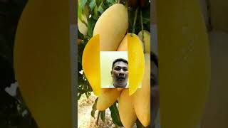 SWEET MANGO #SHORTS #VIRAL #TRENDING #ASMR #AMAZING #MANGO #FRUITS #SWEETMANGO