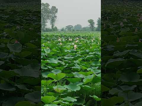 First Time 👀 See Lotus 🌷Plantation Big Leaf 🍀 Amazing👍 #lotus #flowers #nature #greenearth