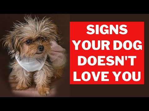 8 Signs Your Chorkie Dog Doesn’t Love You (Even if You Think They Do)