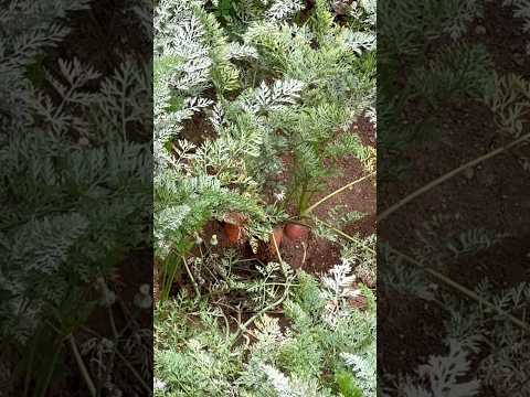 Carrot Farm in Ooty #ootyhillstation #carrotfarm #ootytravel #ootytrip