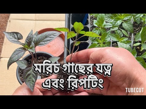 শীত প্রধান দেশে মরিচ গাছের যত্ন এবং রিপটিং এর সুবিধা