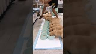 #animales #funnyvideo #funny #love #tendencia #popular #perros #videos PERRITOS ALIMENTANDOSE