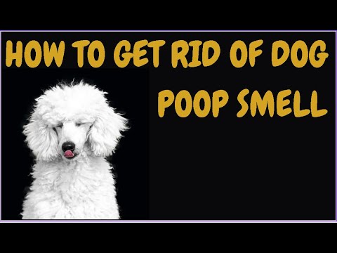 How To Get Rid Of Dog Poop Smell