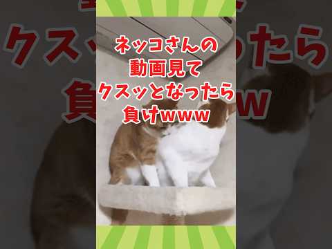 ネッコの動画見て癒されたら寝ろwww　#2ch動物スレ #動物 #猫 #shorts #2ch