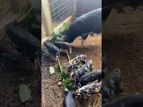 Momma and Piglets Enjoying sunflower 🌻