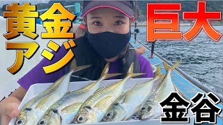 【アジ釣り】今が旬!!東京湾金谷の黄金アジが巨大すぎた!!思う存分釣って食を堪能する!【光進丸】【釣りガール】【ブランドアジ】