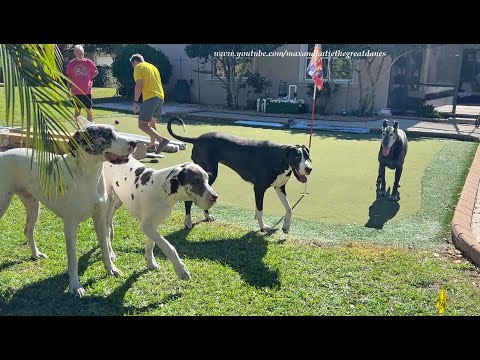 Five Funny Water Loving Great Danes Enjoy Their Florida Staycation Vacation