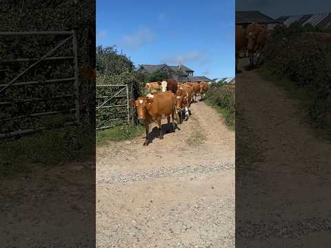 #farm #countryside #cattle