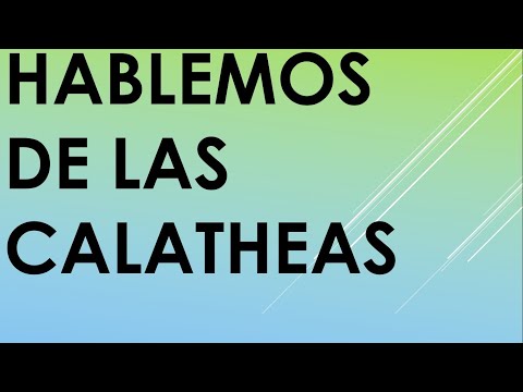 En Vivo. TEMA: HABLEMOS DE LAS CALATHEAS