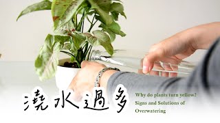 新手必看！植物為何黃葉？澆水過多的跡象與解決方法🌿Why do plants turn yellow? Signs and Solutions of Overwatering #室內植物