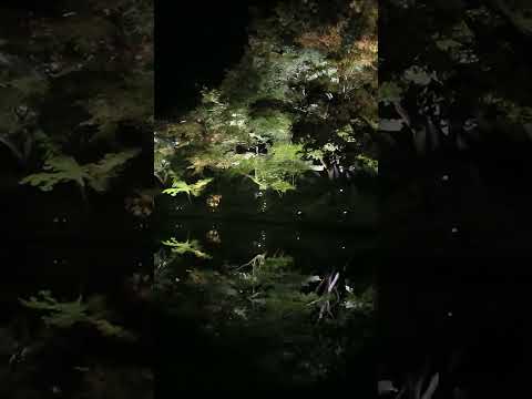 秋の夜の京都・高台寺ライトアップ(2012年・手振れ注意) #shorts #kyoto #bamboo