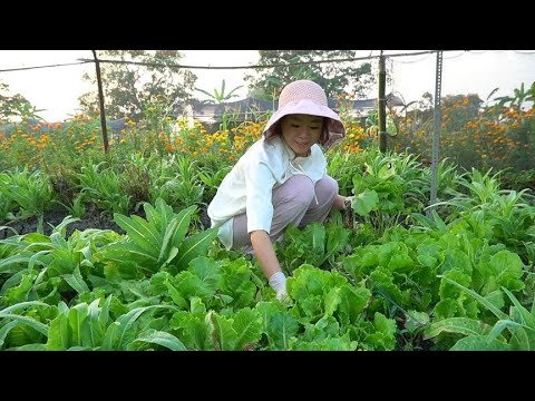 一学年结束了，各种聚餐忙起来，我家菜种的多就来个蔬菜色拉吧