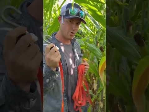 Inside the Pro Farmer Crop Tour: Gathering the Corn Data🌽🌱 #pftour24