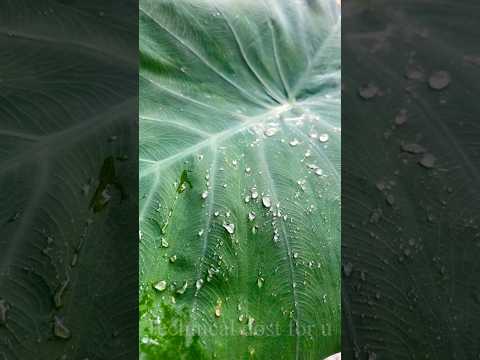 That rain drips on leaves…🌧️ #rain #mansoon ##asmr