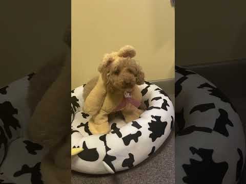 Buddy The Teddybear Dog is ready for Halloween…. #doglover #puppy #dog #doglife