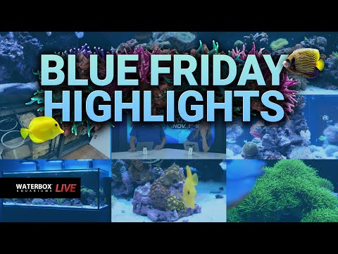 Sales Keep Going! Blue Friday Highlights.