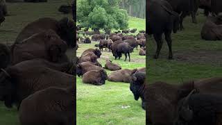 Bison at Peace in the Field  #animals #wildlifemoments #wildlife