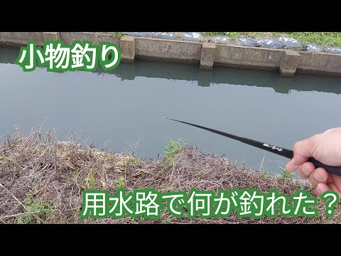 【Micro Fishing】小物釣り　埼玉の用水路で釣れたのは？