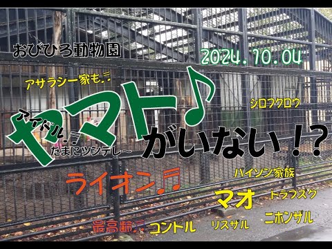 おびひろ動物園　えっ?ヤマトが居ない !?今日はちょっと違う感じです♪2024年10月4日♬